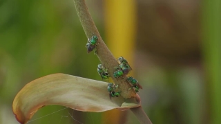 Stock Footage And Video, Insect, Beetle, Leaf Beetle, Arthropod, Invertebrate