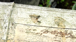Stock Footage, Ant, Wall, Old, Insect, Weathered