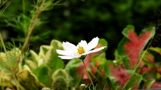 Stock Footage Clips, Herb, Plant, Vascular Plant, Flower, Daisy