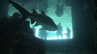 Stock Footage For Music Videos, Tiger Shark, Shark, Hammerhead, Fish, Underwater