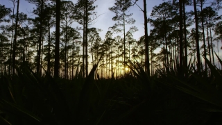 Stock Footage For Tracking, Forest, Tree, Pine, Trees, Swamp