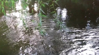 Stock Footage Man, Swamp, Wetland, Land, Water, River