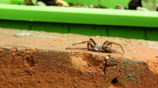 Stock Footage No Copyright, Spider, Arthropod, Ant, Arachnid, Insect