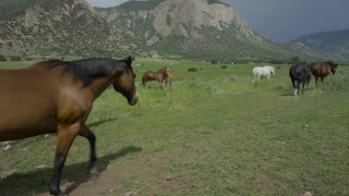 Stock Footage Photos, Grass, Horse, Farm, Ranch, Horses