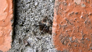 Stock Footage Photos, Knoll, Rough, Texture, Ant, Insect