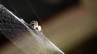 Stock Footage, Spider Web, Web, Cobweb, Trap, Spider