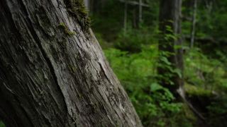 Stock Footage, Tree, Woody Plant, Forest, Hole, Wood