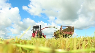 Stock Footage Video, Harvester, Wheat, Farm Machine, Field, Machine