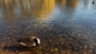Stock Motion Footage, Goose, Waterfowl, Bird, Water, Aquatic Bird