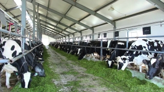 Stock Movie Clips, Dairy, Farm, Rural, Animal, Cow