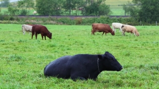 Stock Shots Hd, Beef, Ranch, Farm, Cow, Grass