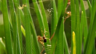 Stock Video Art, Spider Web, Spider, Web, Garden Spider, Trap