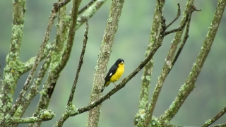 Stock Video, Bird, Goldfinch, Finch, Toucan, Wildlife