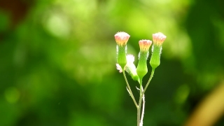 Stock Video Download Mp4, Plant, Herb, Spring, Vascular Plant, Leaf