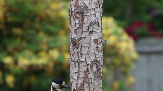 Stock Video Download, Tree, Bird, Woodpecker, Birch, Woody Plant