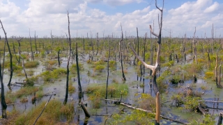 Stock Video Footage Download 4k &amp; Hd Clips, Swamp, Wetland, Land, Tree, Landscape