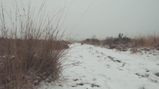 Stock Video Footage Hd Download, Snow, Weather, Winter, Cold, Landscape