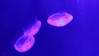 Stock Video Footage, Jellyfish, Invertebrate, Animal, Light, Coelenterate