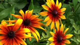 Stock Video Footage No Copyright, Sunflower, Flower, Yellow, Petal, Plant