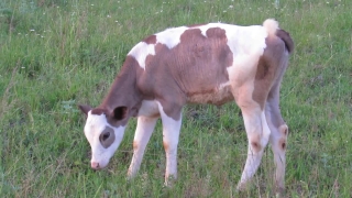 Stock Video For Instagram, Calf, Cow, Cattle, Farm, Young Mammal