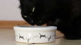 Stock Video Free Youtube, Bowl, Vessel, Cup, Container, Cat