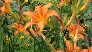Stock Video High Quality, Day Lily, Plant, Carrot, Vegetable, Vascular Plant