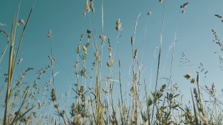 Stock Video Library, Wheat, Cereal, Plant, Tree, Sky