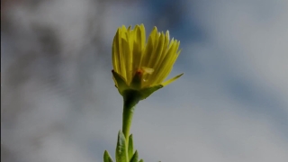 Stock Video License, Plant, Flower, Vascular Plant, Sunflower, Yellow
