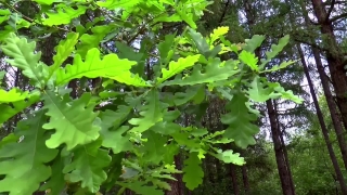 Stock Video Music, Tree, Plant, Leaf, Oak, Leaves