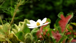 Stock Video No Copyright, Herb, Plant, Vascular Plant, Flower, Daisy