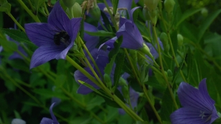 Stock Video No Copyright, Herb, Vascular Plant, Plant, Flower, Periwinkle