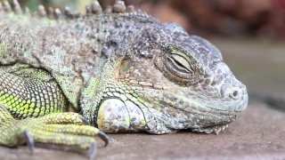 Stock Video Story, Common Iguana, Lizard, Reptile, Wildlife, Iguana