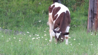 Stock Video Subscription, Cow, Placental, Mammal, Farm, Grass