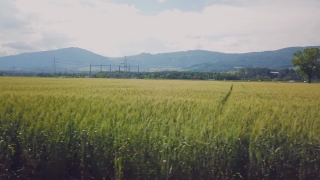 Stock Videos For After Effects, Field, Wheat, Landscape, Rural, Grass