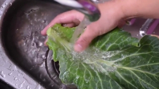 Stock Videos For Premiere Pro, Lettuce, Salad Green, Vegetable, Greens, Leaf Lettuce