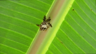 Stock Videos Reddit, Insect, Beetle, Ladybug, Arthropod, Plant