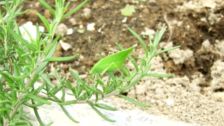 Stock Videos Youtube, Plant, Leaf, Herb, Growth, Vegetable