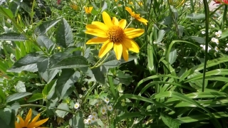 Sunflower, Flower, Plant, Yellow, Herb, Field