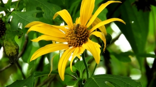 Sunflower, Flower, Plant, Yellow, Petal, Summer