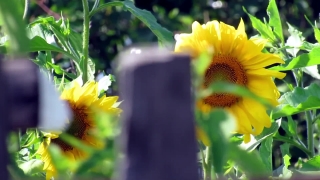 Sunflower, Flower, Plant, Yellow, Summer, Petal