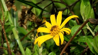 Sunflower, Flower, Plant, Yellow, Vascular Plant, Herb
