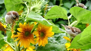 Sunflower, Plant, Flower, Yellow, Field, Herb