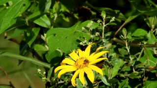 Sunflower, Plant, Herb, Flower, Vascular Plant, Yellow