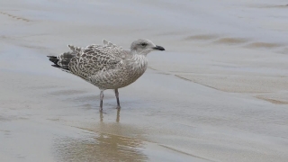Sunrise Stock Footage, Gull, Bird, Coastal Diving Bird, Seabird, Wildlife