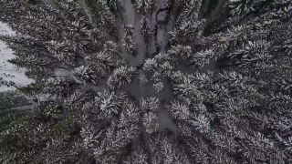 Super 8 Stock Footage, Tree, Woody Plant, Forest, Snow, Fir