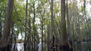 Swamp, Tree, Wetland, Forest, Land, Trees