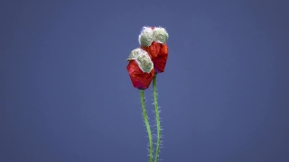 Synthwave Stock Footage, Poppy, Flower, Angiosperm, Spermatophyte, Vascular Plant