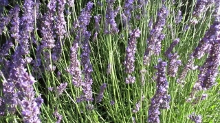 Technology Stock Footage, Lavender, Shrub, Woody Plant, Vascular Plant, Plant