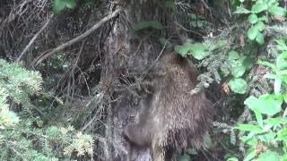 To Use Video Content, Porcupine, Rodent, Mammal, Tree, Waterfall