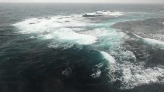 Top 5 Stock Footage Sites, Ocean, Sea, Body Of Water, Water, Baleen Whale